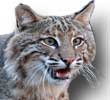 Eastern Bobcat